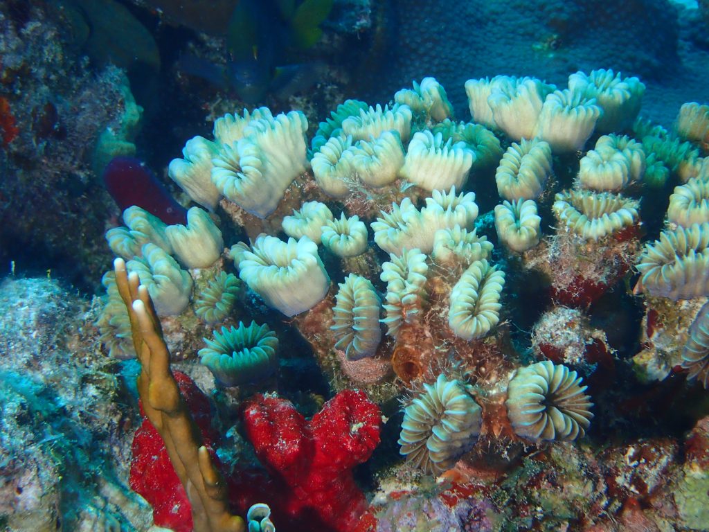 Coral Up Close