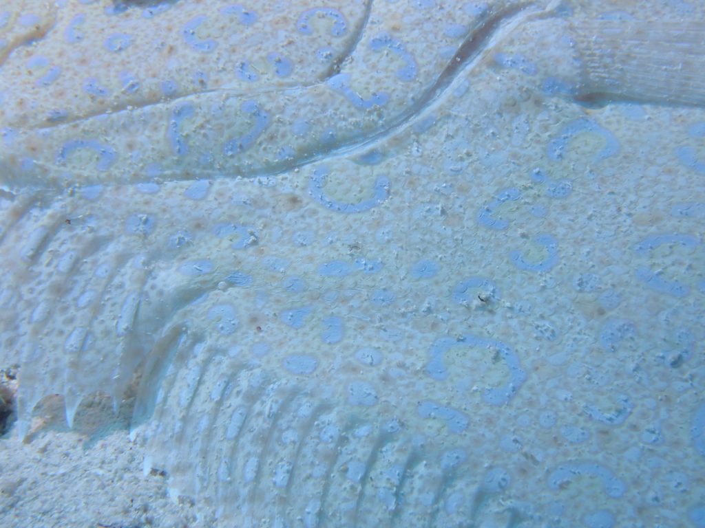 Peacock Flounder Up Close