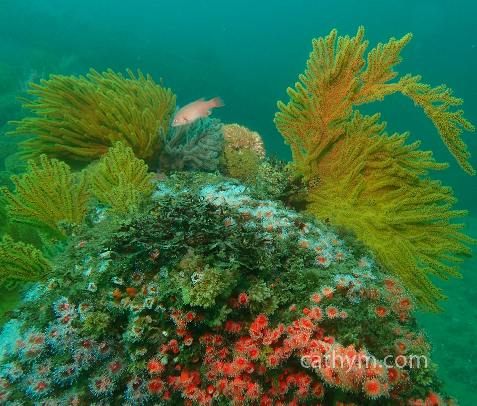 Reef with Anemones, Hydroids, and Juvenile Sheephead